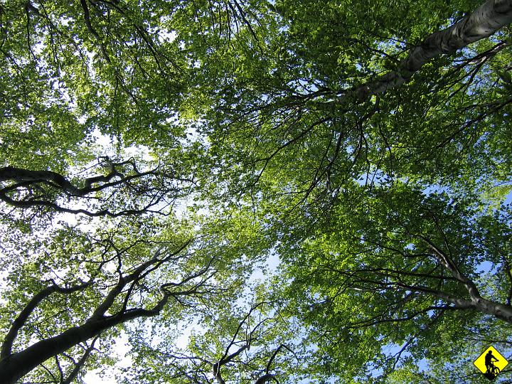 fot 084.jpg - Po wdrapaniu się z rowerem na plecach jakieś 150m w pionie (trzymając go jedną ręką, a drugą chwytając konary drzew, bo tak było stromo) padłem.